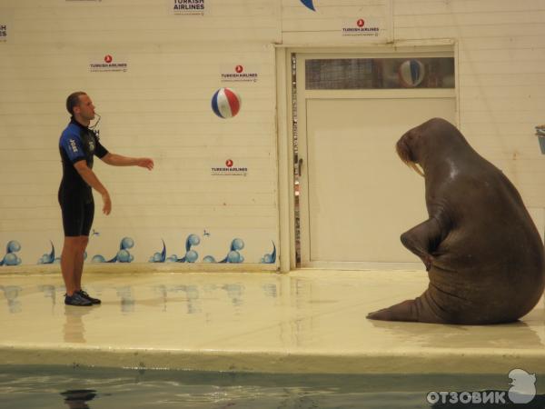 Дельфинарий Troy Aqua & Dolphinarium (Турция, Белек) фото