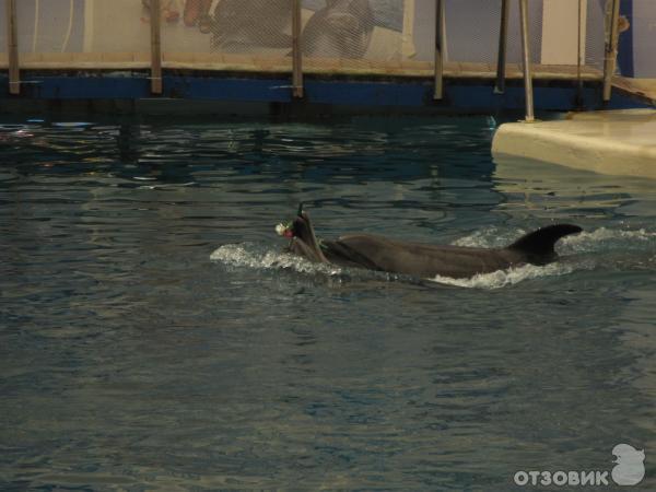 Дельфинарий Troy Aqua & Dolphinarium (Турция, Белек) фото