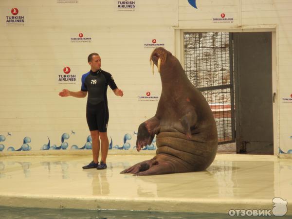 Дельфинарий Troy Aqua & Dolphinarium (Турция, Белек) фото