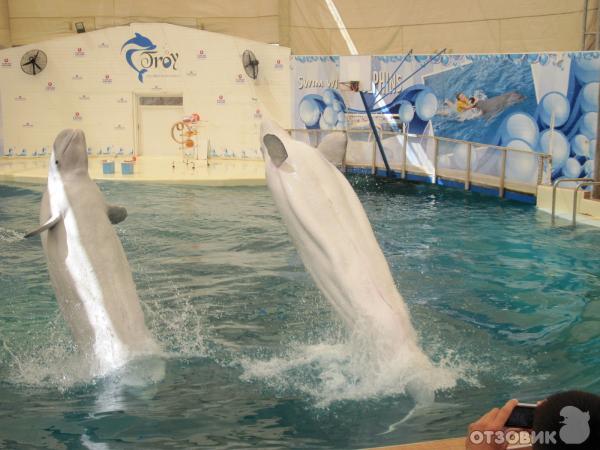 Дельфинарий Troy Aqua & Dolphinarium (Турция, Белек) фото