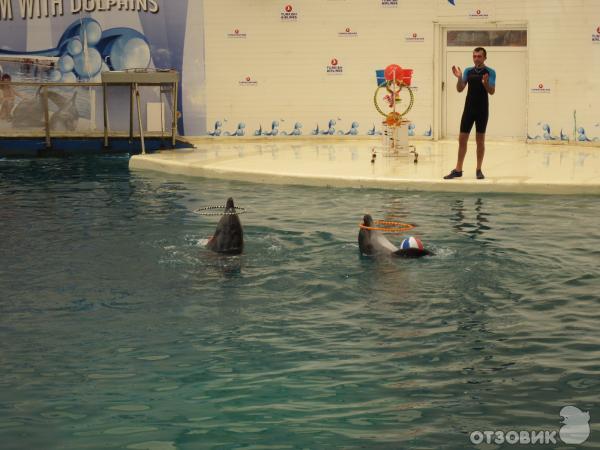 Дельфинарий Troy Aqua & Dolphinarium (Турция, Белек) фото