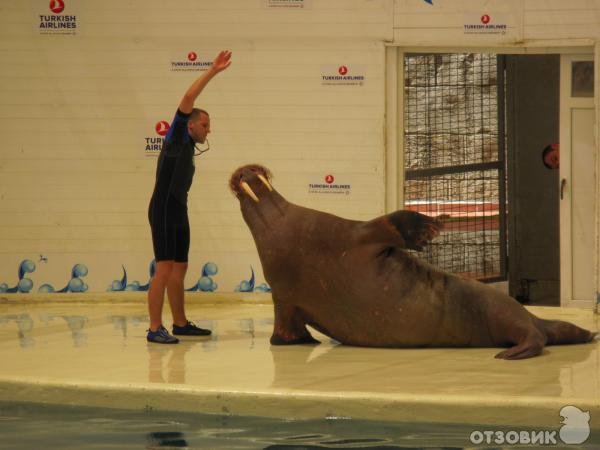 Дельфинарий Troy Aqua & Dolphinarium (Турция, Белек) фото