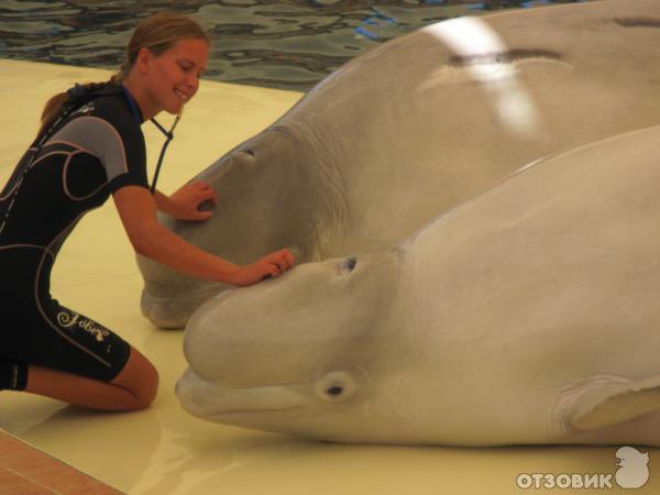 Дельфинарий Troy Aqua & Dolphinarium (Турция, Белек) фото