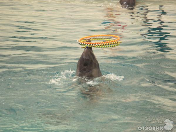 Дельфинарий Troy Aqua & Dolphinarium (Турция, Белек) фото