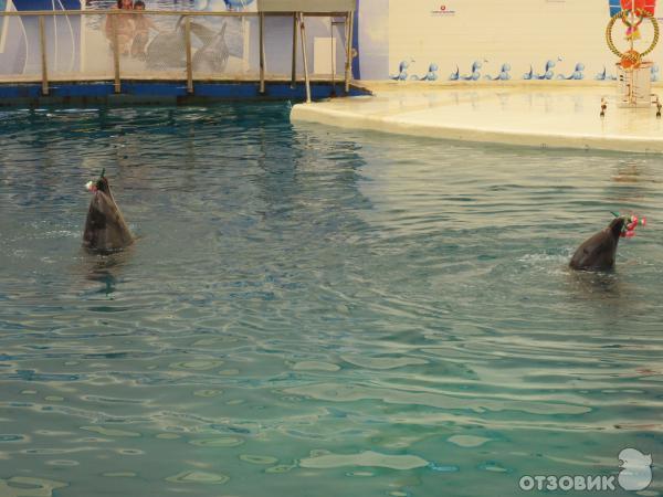 Дельфинарий Troy Aqua & Dolphinarium (Турция, Белек) фото