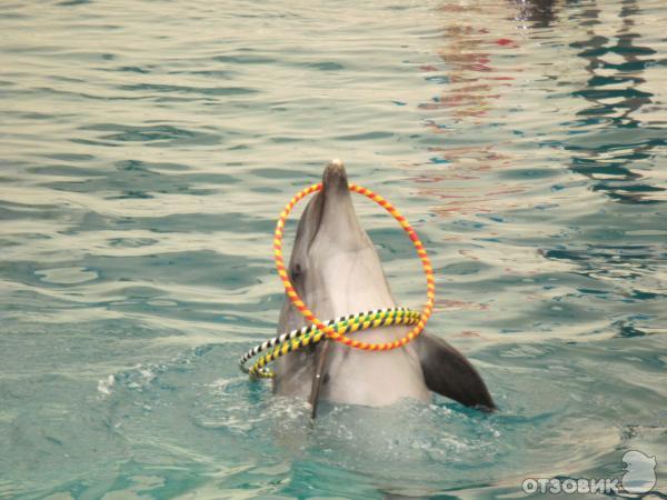 Дельфинарий Troy Aqua & Dolphinarium (Турция, Белек) фото