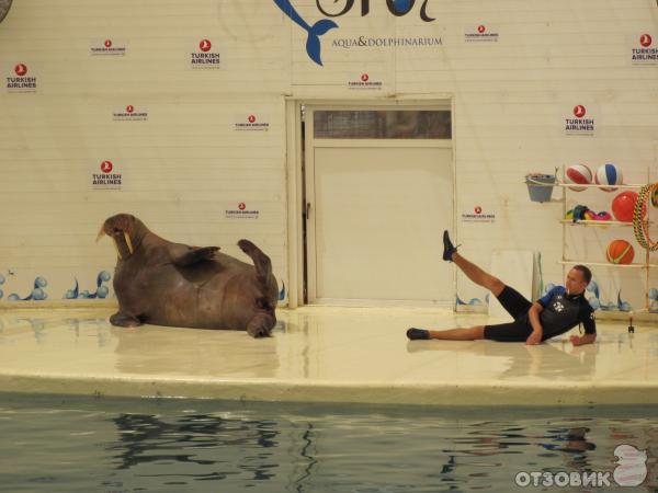 Дельфинарий Troy Aqua & Dolphinarium (Турция, Белек) фото