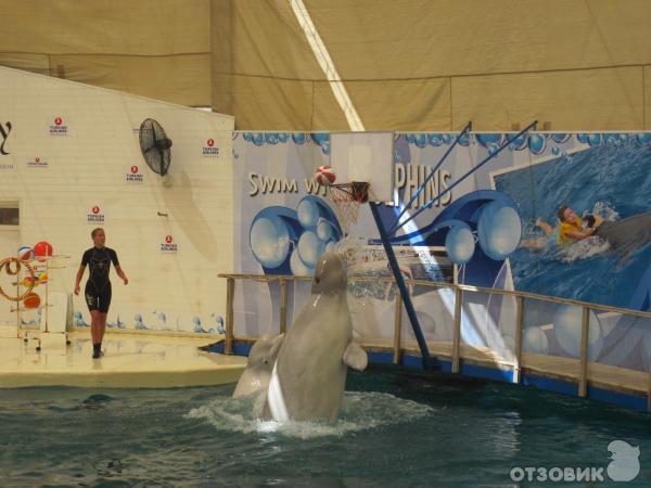 Дельфинарий Troy Aqua & Dolphinarium (Турция, Белек) фото