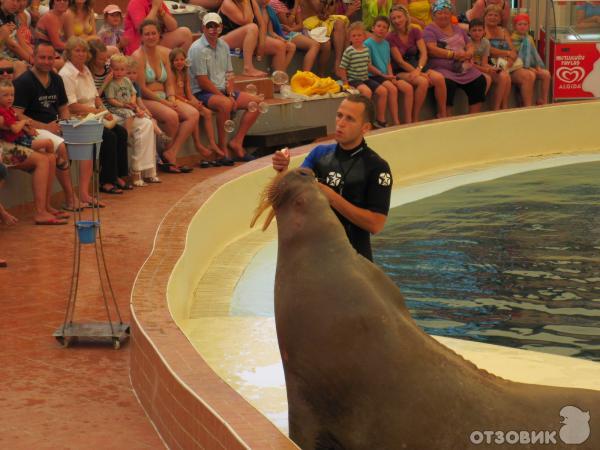 Дельфинарий Troy Aqua & Dolphinarium (Турция, Белек) фото