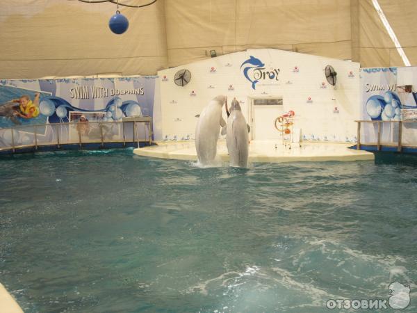 Дельфинарий Troy Aqua & Dolphinarium (Турция, Белек) фото