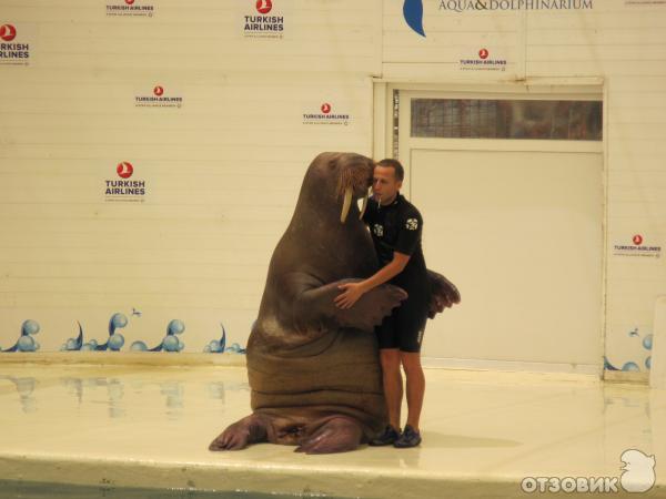 Дельфинарий Troy Aqua & Dolphinarium (Турция, Белек) фото