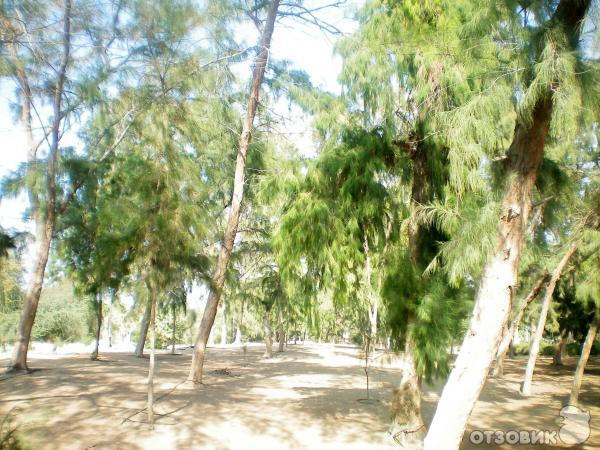 Пляж Jumeirah Beach Park (ОАЭ, Дубаи) фото