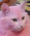 Pink Cat