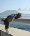 Chakty
