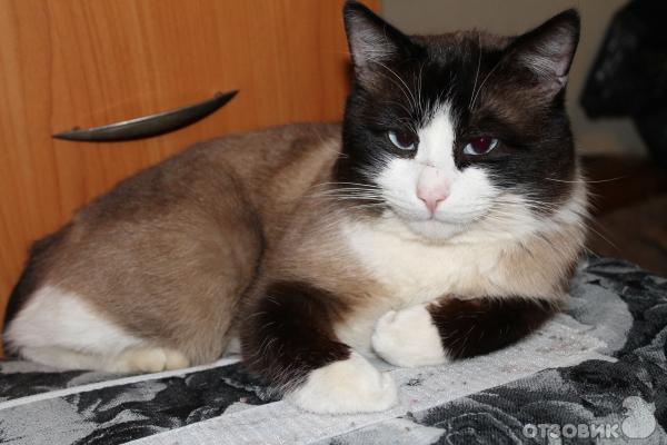 Цифровой зеркальный фотоаппарат Canon EOS 1100D Kit 18-55 IS II
