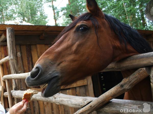 Развлекательный комплекс В некотором царстве (Россия, Рязань) фото