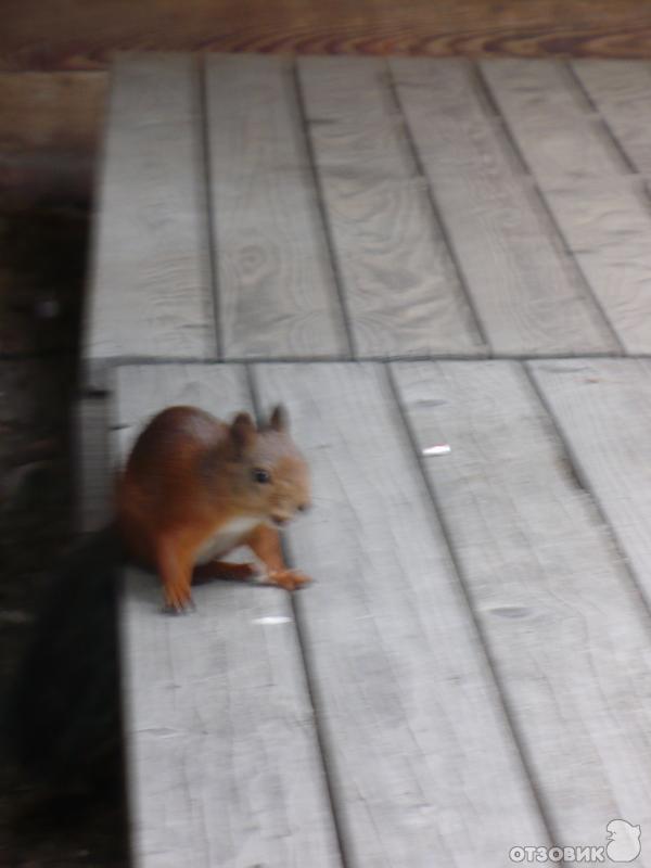 Музей Skansen (Швеция, Стокгольм) фото