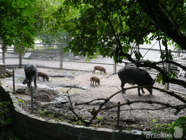 Музей Skansen (Швеция, Стокгольм) фото