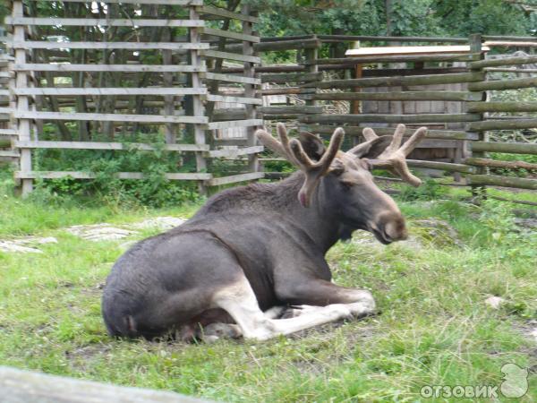 Музей Skansen (Швеция, Стокгольм) фото