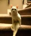 Beltata