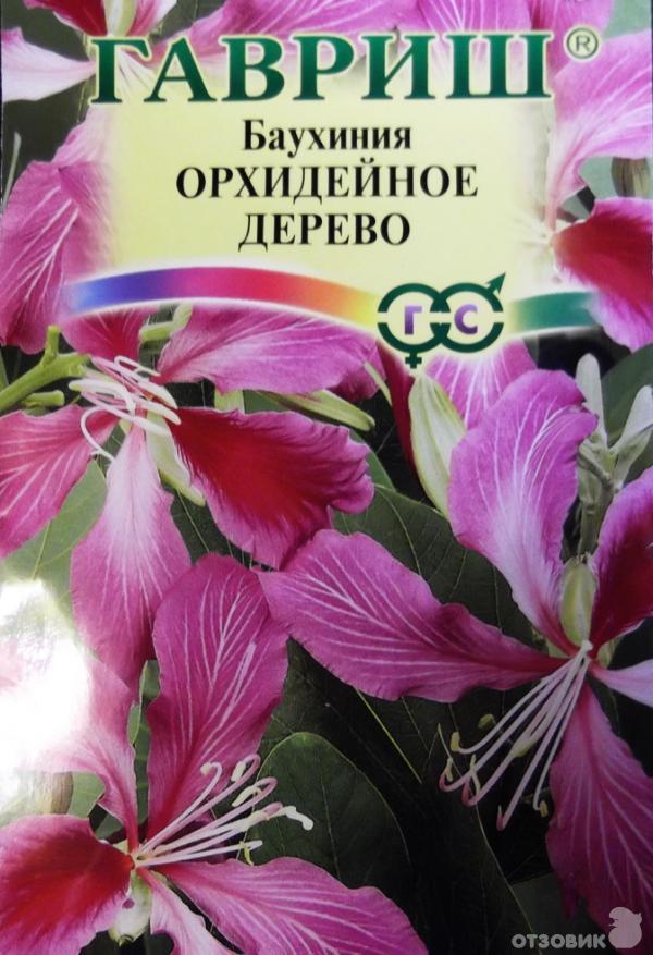 Орхидейное дерево из семян? Вырастить не сложно! | Дом Семян Джонни | Дзен