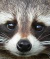 LuckyRacoon