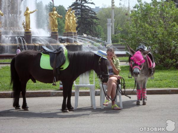 Музей Лошади На Вднх Купить Билет