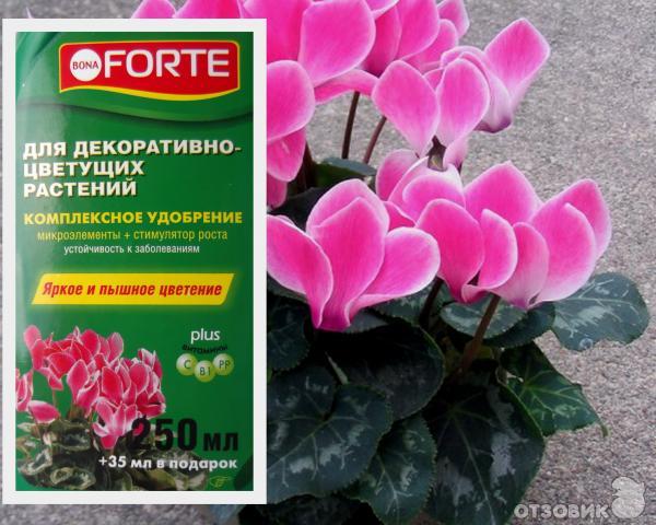 Купить Эмбико ЦИКЛАМЕН -➩ GreenDecor ☎️ 