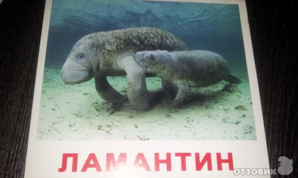ламантин