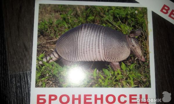 броненосец
