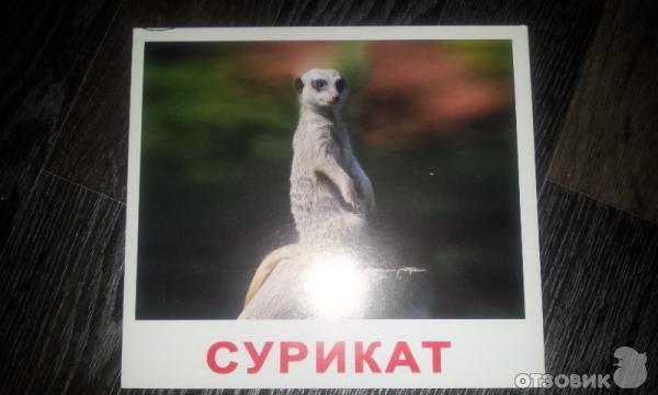 Сурикат