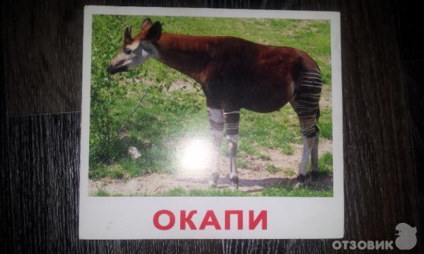 окапи