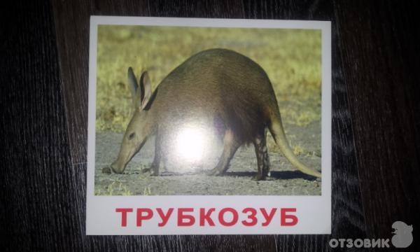 трубкозуб