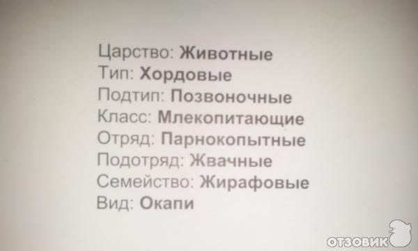 факты о окапи