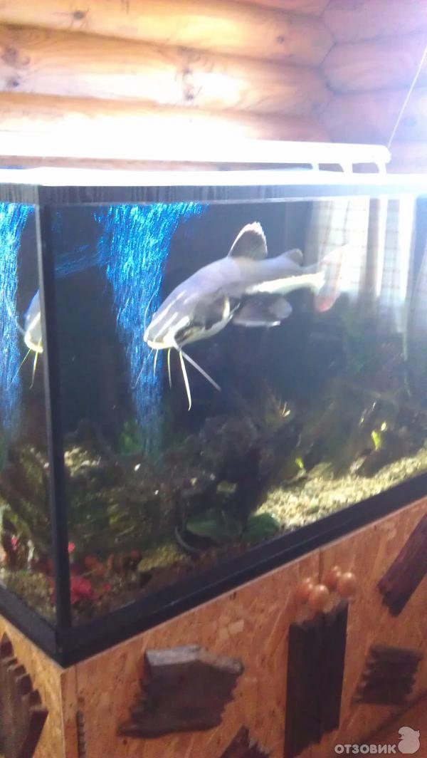 База отдыха Заимка (Россия, Чебоксары) фото