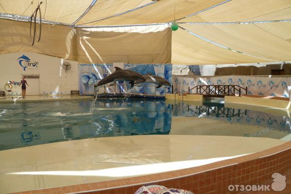 Дельфинарий Troy Aqua & Dolphinarium (Турция, Белек) фото