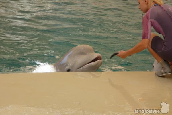 Дельфинарий Troy Aqua & Dolphinarium (Турция, Белек) фото