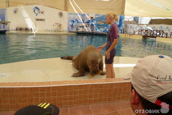 Дельфинарий Troy Aqua & Dolphinarium (Турция, Белек) фото