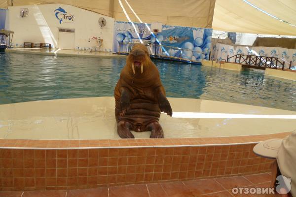 Дельфинарий Troy Aqua & Dolphinarium (Турция, Белек) фото