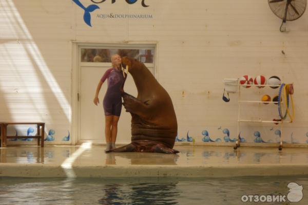 Дельфинарий Troy Aqua & Dolphinarium (Турция, Белек) фото