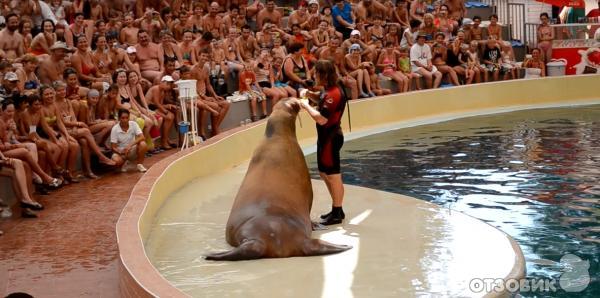 Дельфинарий Troy Aqua & Dolphinarium (Турция, Белек) фото