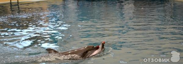 Дельфинарий Troy Aqua & Dolphinarium (Турция, Белек) фото