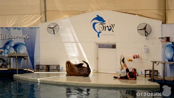 Дельфинарий Troy Aqua & Dolphinarium (Турция, Белек) фото