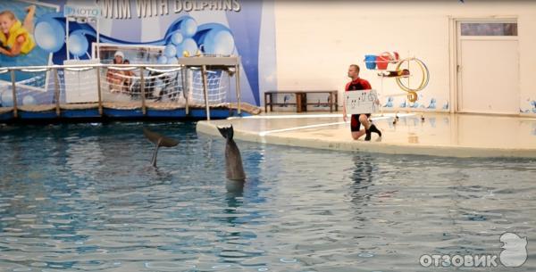 Дельфинарий Troy Aqua & Dolphinarium (Турция, Белек) фото