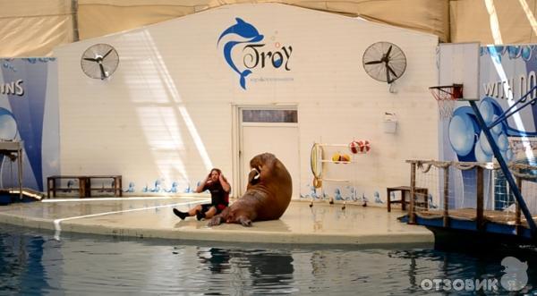 Дельфинарий Troy Aqua & Dolphinarium (Турция, Белек) фото