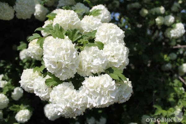 Цифровой зеркальный фотоаппарат Canon EOS 1100D Kit 18-55 IS II