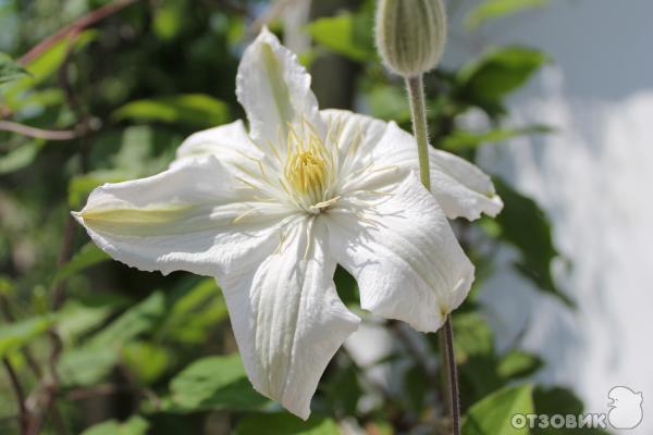 Цифровой зеркальный фотоаппарат Canon EOS 1100D Kit 18-55 IS II