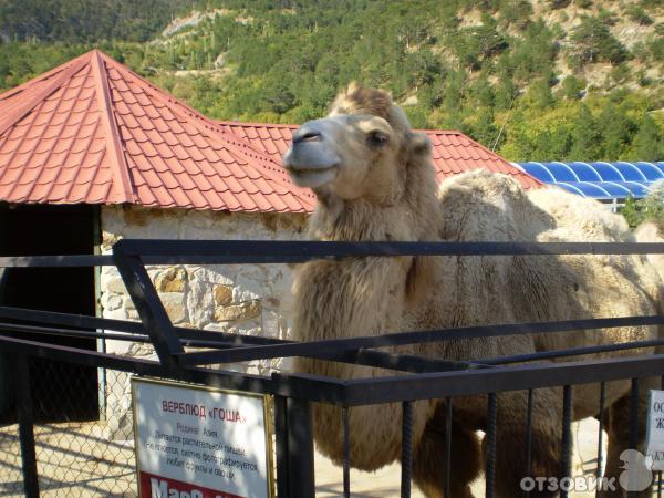 Зоопарк сказка фото