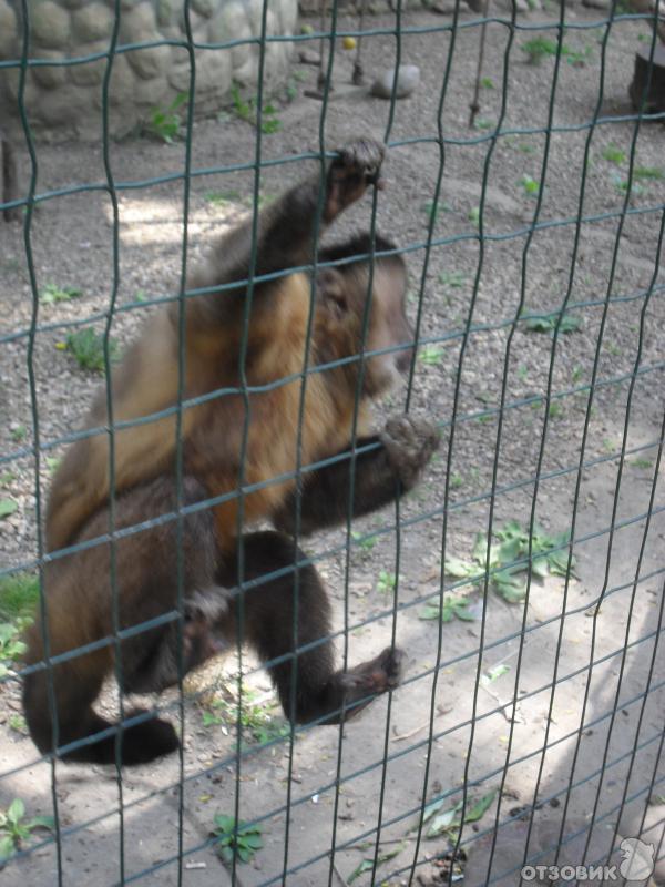 Сафари Парк Краснодар Цена