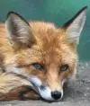 Foxie13
